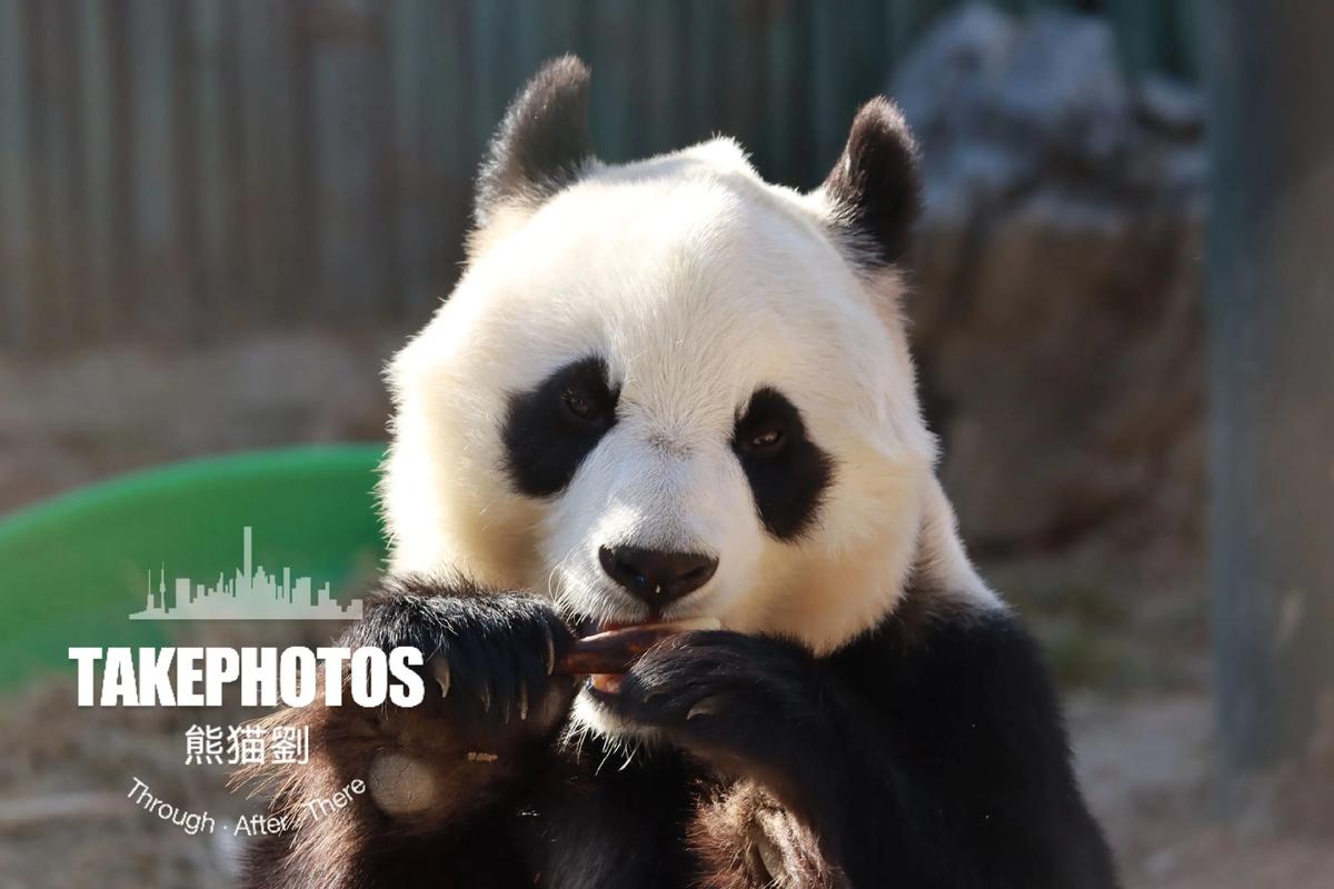 熊猫娅抖音_抖音网红熊猫娅黑料视频,_抖音熊猫哑